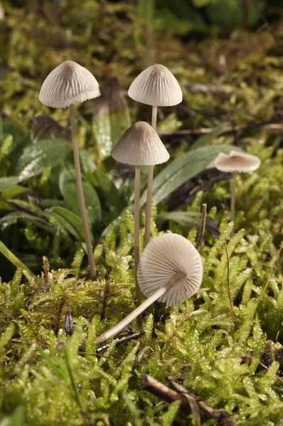 Mycena Metata Champinjoner Untergroeningen Baden Wuerttemberg Tyskland Europa — Stockfoto