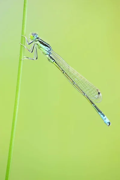 Mouche Blanche Ischnura Elegans Sur Brin Herbe — Photo