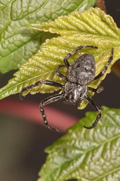 Araignée Crabe Pistius Truncatus Assise Sur Une Feuille Verte — Photo