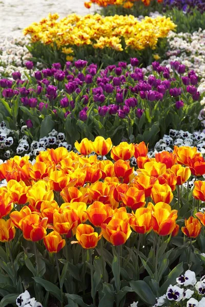 Cama Tulipa Com Uma Mistura Colorida Flores Tulipa Mercado — Fotografia de Stock