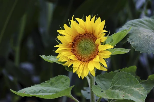 Bloeiende Gele Gemeenschappelijk Zonnebloem Bloesem Helianthus Annuus — Stockfoto