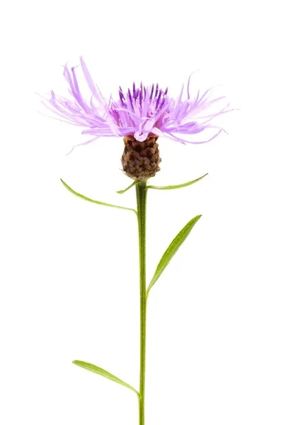 Knapweed Rayons Bruns Centaurea Jacea Sur Fond Blanc — Photo