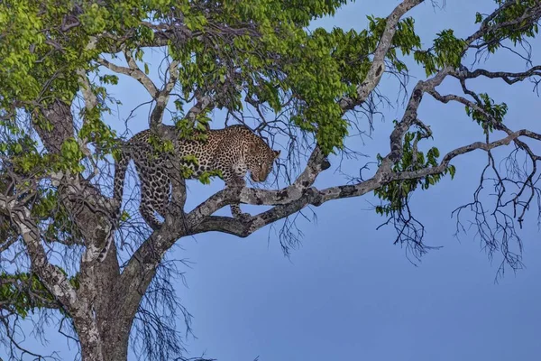 Leopardo Panthera Pardus Uma Figueira Entardecer Reserva Nacional Masai Mara — Fotografia de Stock