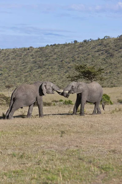 Due Giovani Tori Che Combattono Tra Loro Masai Mara National — Foto Stock