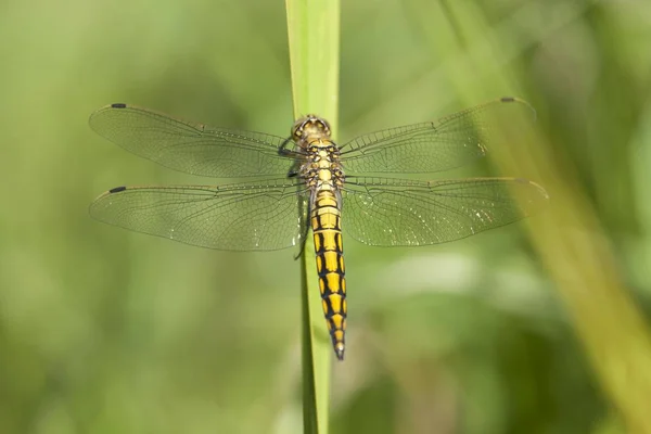 Feketefarkú Szkimmer Orthetrum Cancellatum Fiatal Szitakötő Egy Penge Barum Alsó — Stock Fotó