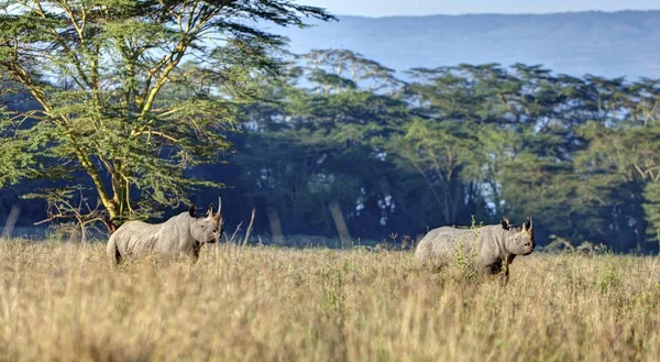 Rinoceronte Negro Diceros Bicornis Parque Nacional Lago Nakuru Quénia África — Fotografia de Stock