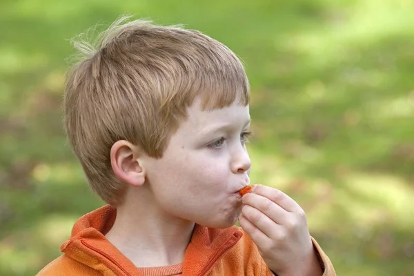 Liten Pojke Äter Mirabelle Plommon — Stockfoto