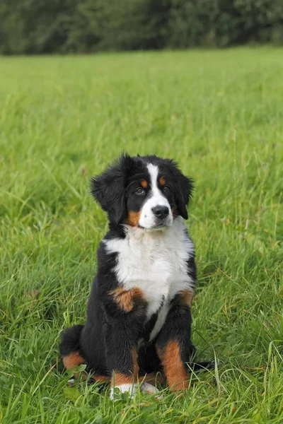 バーニーズ マウンテン ドッグ Canis Lupus 行動子犬 — ストック写真