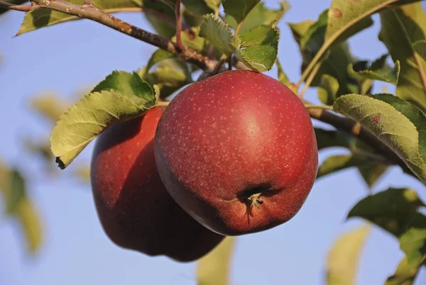 Röda Äpplen Malus Domestica Växer Träd — Stockfoto