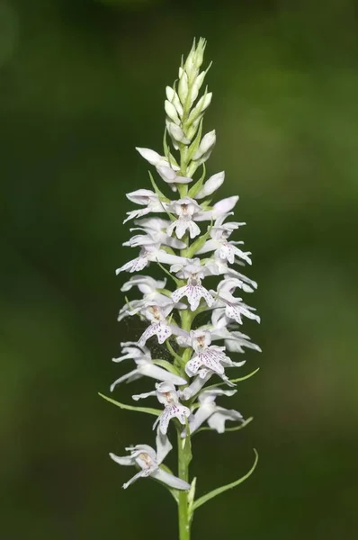 Wild Orchid Flowers Dactylorhiza Saccifera — Stock Photo, Image