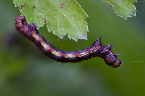 Grote Wintervlinder Erannis Defoliaria Caterpillar — Stockfoto