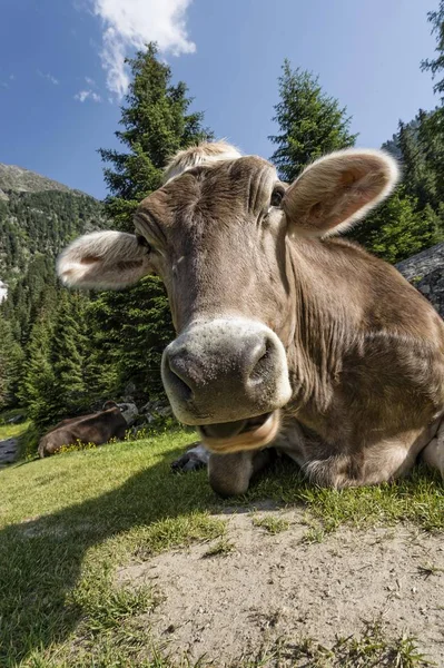 Tyrolské Hnědý Skot Krávy Bez Rohů Přežvykující — Stock fotografie