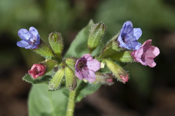 Lungenkraut Pulmonaria Officinalis Blüten Untergroeningen Baden Württemberg Deutschland Europa — Stockfoto