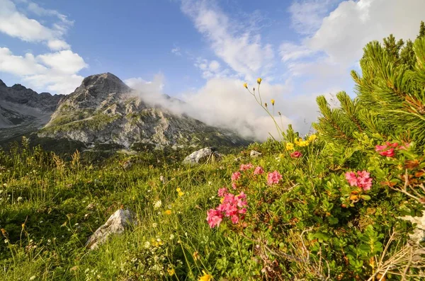 Peloso Alpenrose Rhododendron Hirsutum Monti Karwendel Tirolo Austria Europa — Foto Stock
