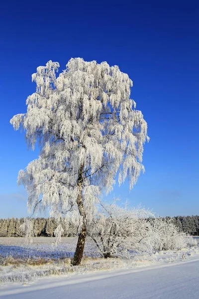Frost winterlandschap — Stockfoto