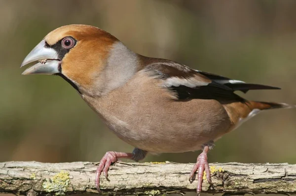 Hawfinch Coccothraustes Coccothraustes — Stock fotografie
