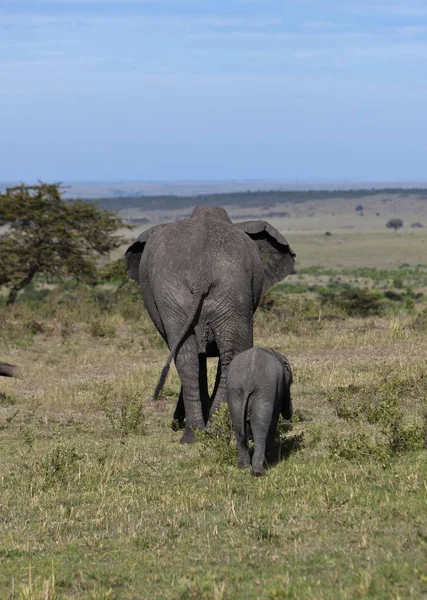 Elefanti Africani Bush Nella Riserva Nazionale Masai Mara Kenya Africa — Foto Stock