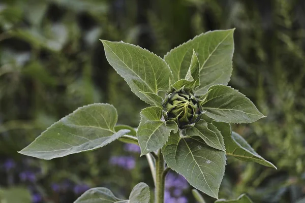 Kezdő Napraforgó Helianthus Annuus Közelkép Állatvilág Természet — Stock Fotó