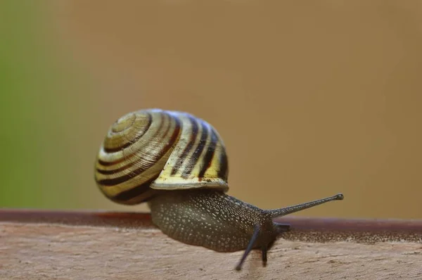 Snail Helicidae Shell Outdoors — Stock Photo, Image