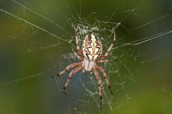 Orb Web Spider Neoscona Adianta Jeho Síti — Stock fotografie