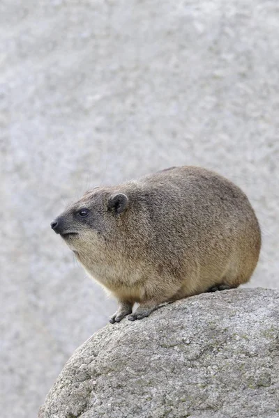 Roccia Hyrax Capo Hyrax Procavia Capensis — Foto Stock