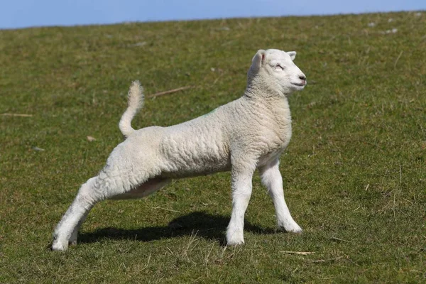 羔羊在起床后伸展 复活节羊羔 家养绵羊 羊亚扪人 白羊座 石勒苏益格 黑白花牛 — 图库照片