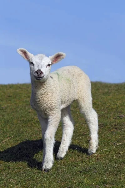 Lamm Tamfår Ewe Lamm Ovis Ammon Väduren Stående Fördämning Schleswig — Stockfoto