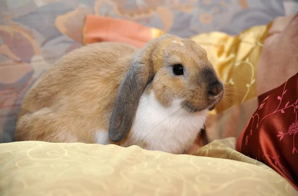 European Rabbit Oryctolagus Cuniculus — Stock Photo, Image