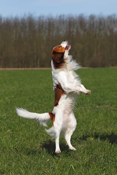 Kooikerhondje Cão Pulando — Fotografia de Stock