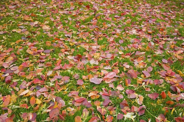Folhas Outono Caídas Gramado Grama Verde — Fotografia de Stock