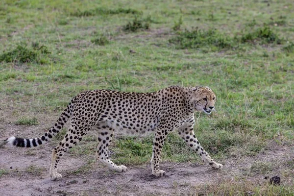 Cheetah Acinonyx Jubatus Chat Avec Oursons Réserve Nationale Masai Mara — Photo
