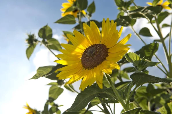 Krásná žlutá společné slunečnice — Stock fotografie