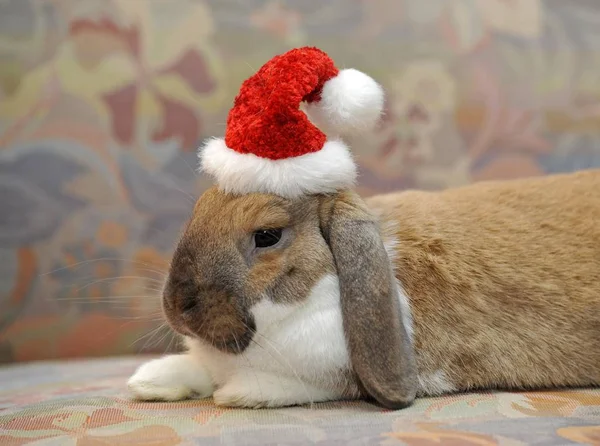 rabbit wearing Santa hat