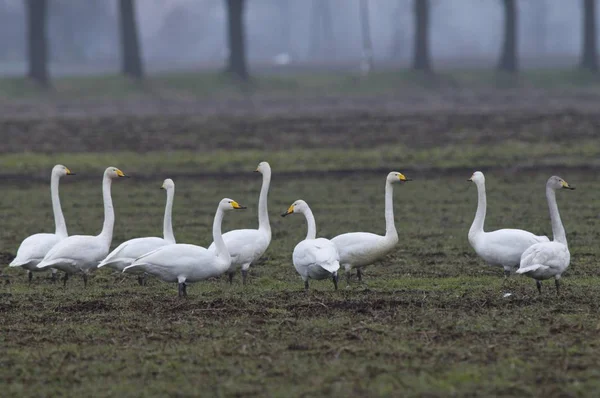 Whooper Swans uccelli — Foto Stock