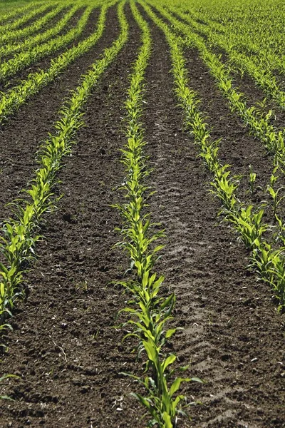 Plantas Jóvenes Maíz Campo Cultivo Biogás Alta Suabia Baden Wuerttemberg —  Fotos de Stock