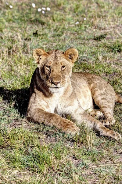 Jovem Leoa Panthera Leo Reserva Nacional Maasai Mara — Fotografia de Stock