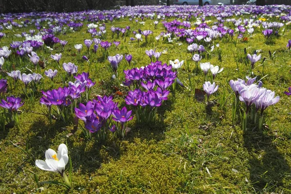 Növekvő Crocus Tavaszi Virágok Virágos Réten Tavasszal Krókuszok — Stock Fotó