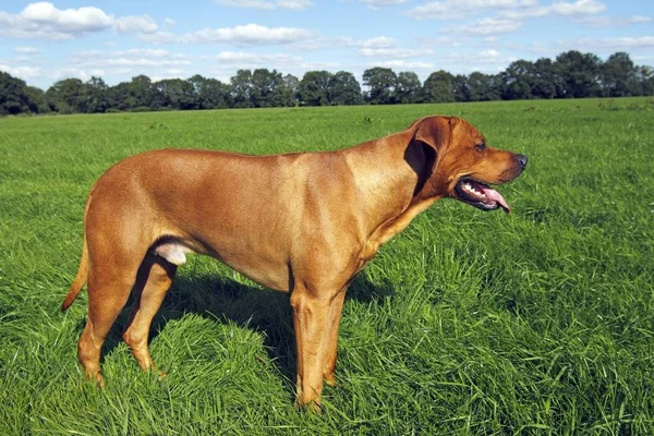 Собака Родезійськими Ріджбек Зеленому Полі Трава Стоячи — стокове фото