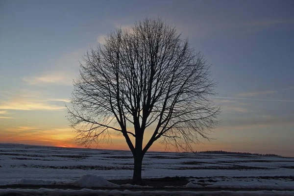 Arbre Solitaire Dans Paysage Hivernal — Photo