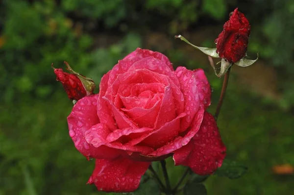 上がった ローザ ピーター Frankenfeld 雨でバラの花の滴 — ストック写真