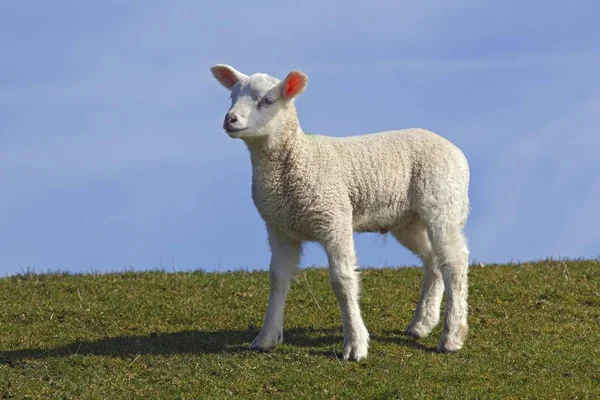 家养绵羊 母羊羊羔 羊亚扪人 白羊座 站立在堤 石勒苏益格 黑白花牛 — 图库照片