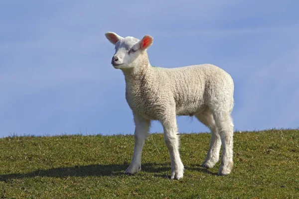 Lamm Hausschafe Mutterschaf Ovis Ammon Aries Auf Einem Deich Stehend — Stockfoto