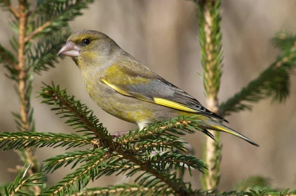 Little Greenfinch bird — Stock Photo, Image