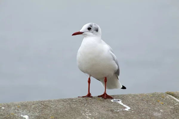 Озерній Чайки Larus Рідібундуси Кіль Спогади Про Шлезвіг Гольштейн Німеччині — стокове фото