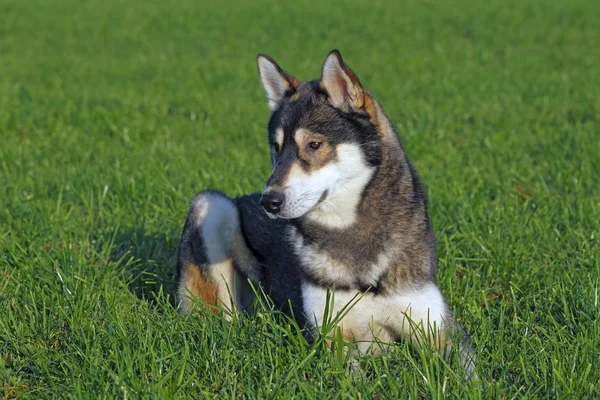 Szibériai husky kutya — Stock Fotó