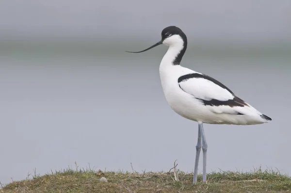 Tarka Avocets Recurvirostra Avosetta Madár — Stock Fotó