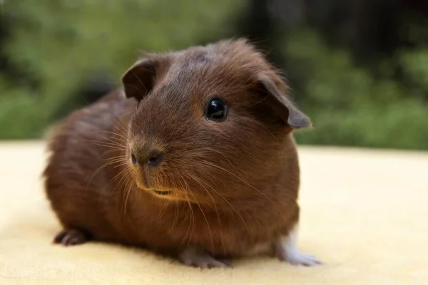 Junge Glatte Haare Kurzes Haar Meerschweinchen Rotbraun Gefärbt — Stockfoto