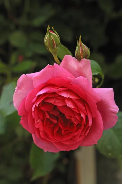 Rosa Rosa Flor Con Brotes —  Fotos de Stock