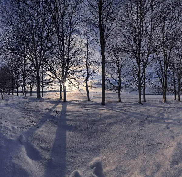 Pejzaż Zimowy Drzew Zachodzie Słońca Niemcy Europa — Zdjęcie stockowe