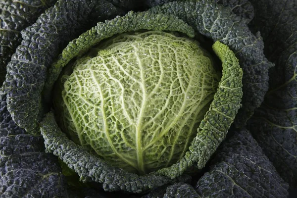 Зеленая Савойская Капуста Brassica Oleracea — стоковое фото